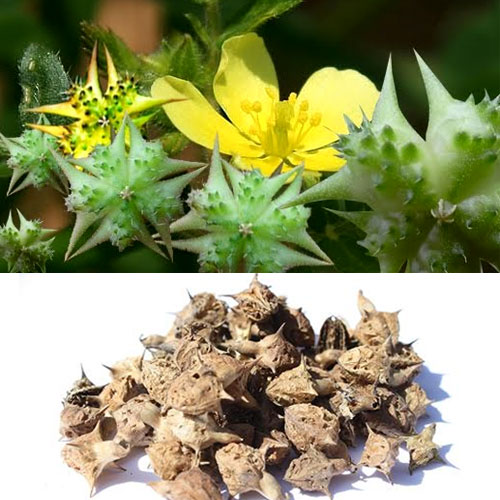 Natural Dried Gokhru Powder