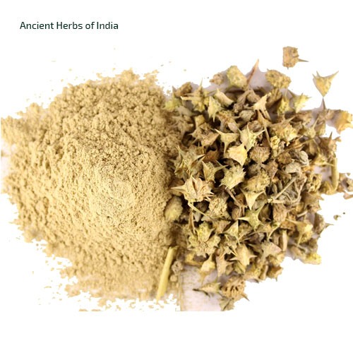 Natural Dried Gokhru Powder