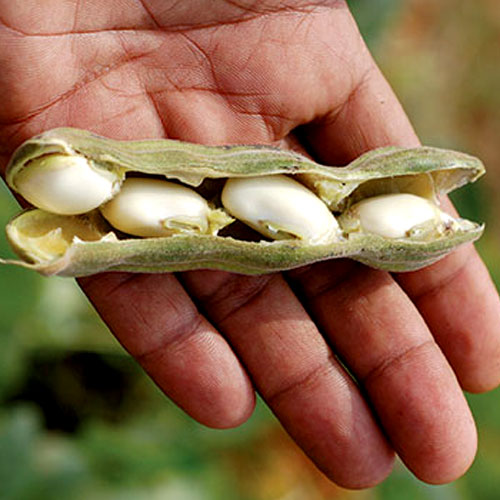 Vadic Kaunch Beej Powder