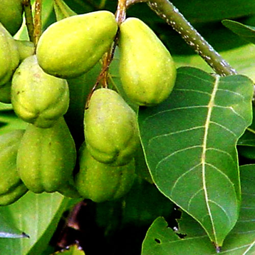 Natural Harad Seeds
