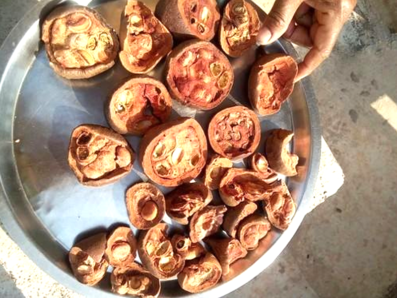 Rudravanti fal -Littoral bind weed- Cressa cretica Fruit